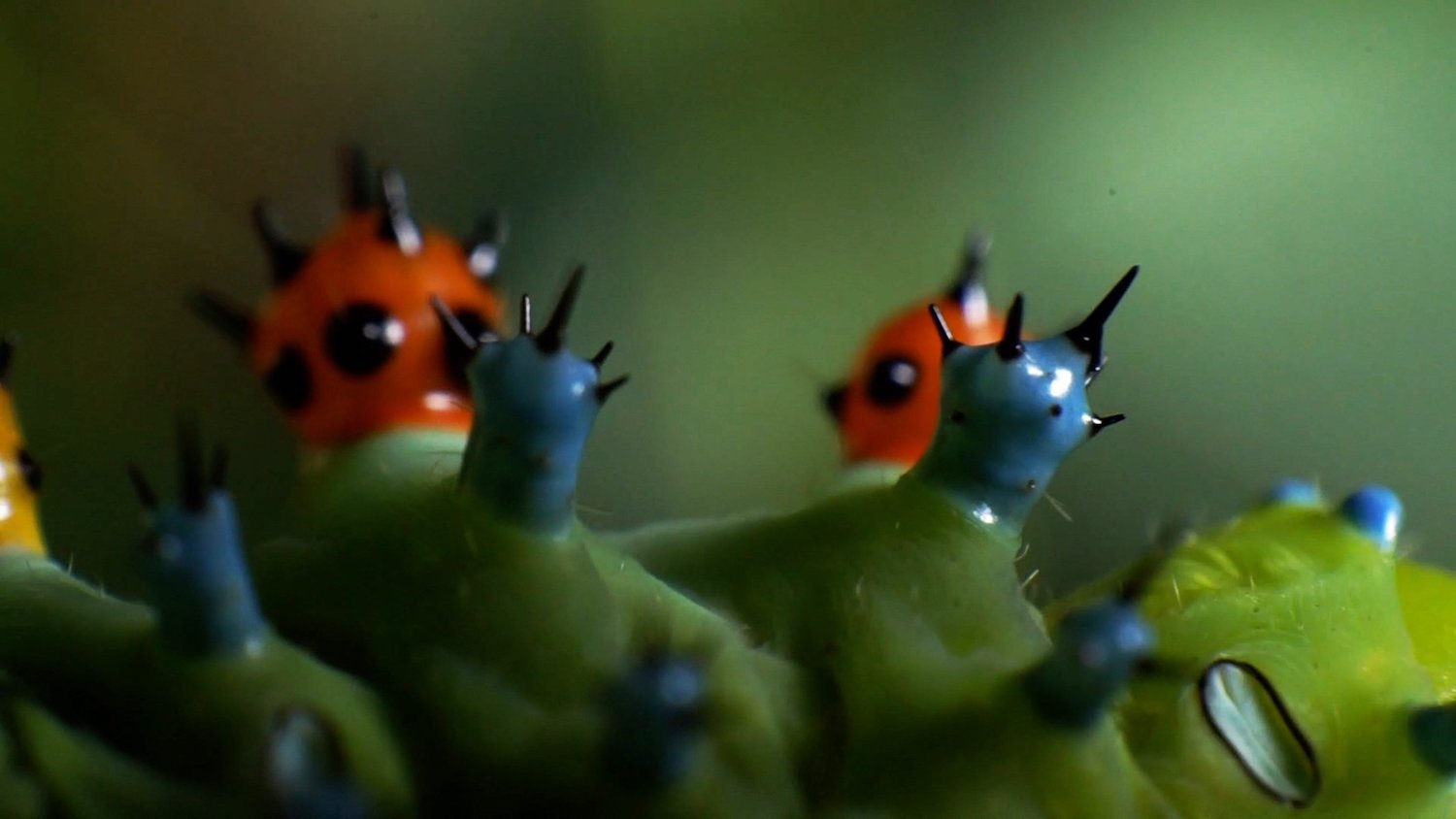 The Night Visitors